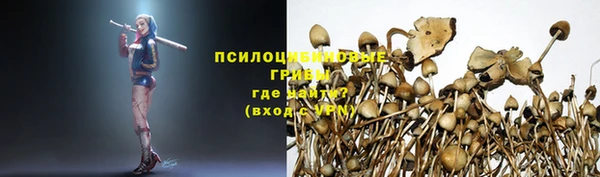 ГАЛЛЮЦИНОГЕННЫЕ ГРИБЫ Осинники