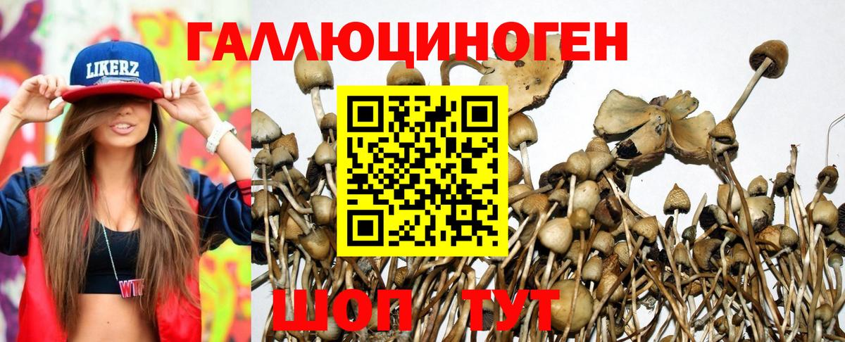 Галлюциногенные грибы Psilocybe  Псилоцибиновые грибы мицелий  Вход с VPN  Ачинск 
